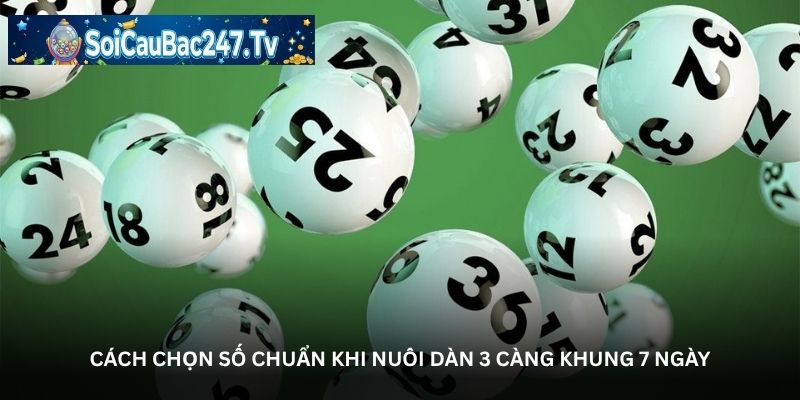 Cách chọn số chuẩn khi nuôi dàn 3 càng khung 7 ngày