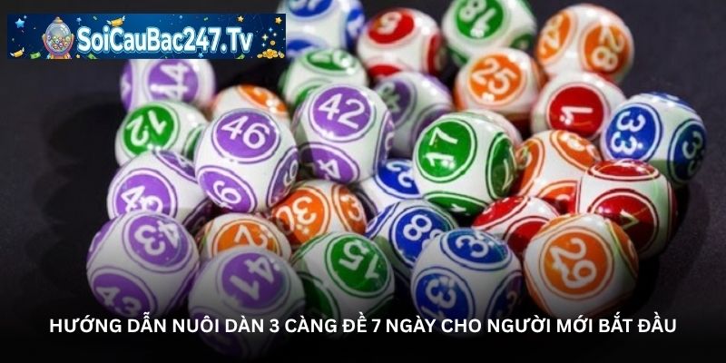 Hướng dẫn nuôi dàn 3 càng đề 7 ngày cho người mới bắt đầu