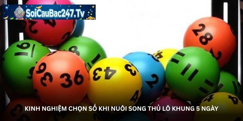 Kinh nghiệm chọn số khi nuôi song thủ lô khung 5 ngày